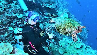 Brave sea turtle shows up to visit scuba divers at shark dive