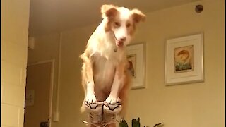 Watch these dogs pull off an unbelievable balancing act