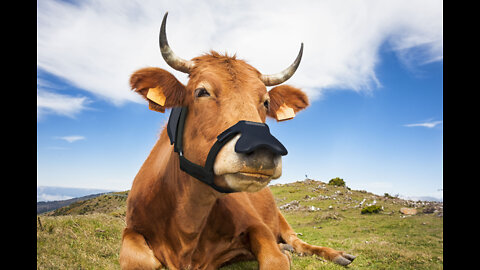 MASKS FOR COWS and other POLITICAL FOOLISHNESS