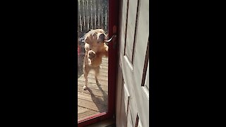Smart doggy figures out how to open door
