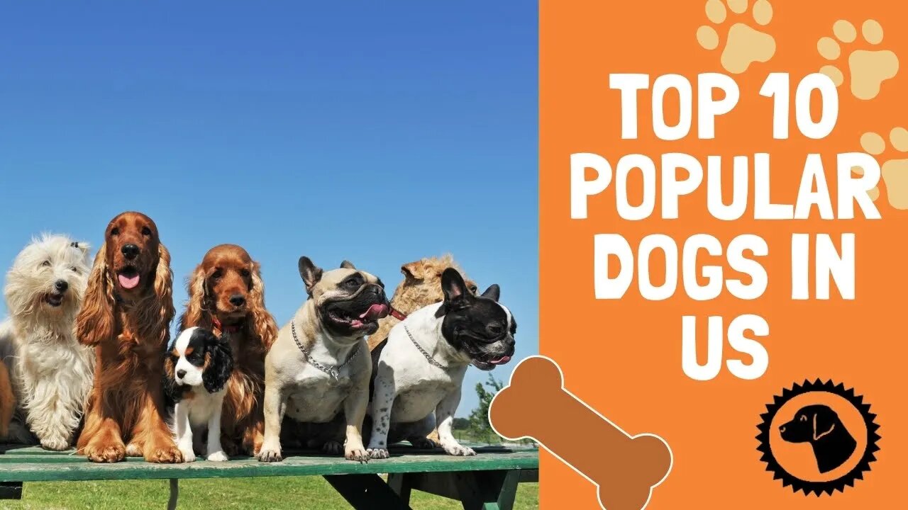 Top 10 Most Popular Dogs in the US DOG BLOG 🐶 Brooklyn's Corner