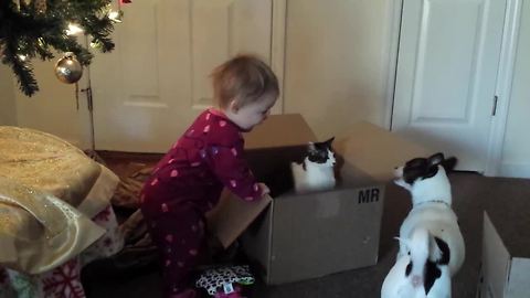 Cat defends most prized possesion from dog