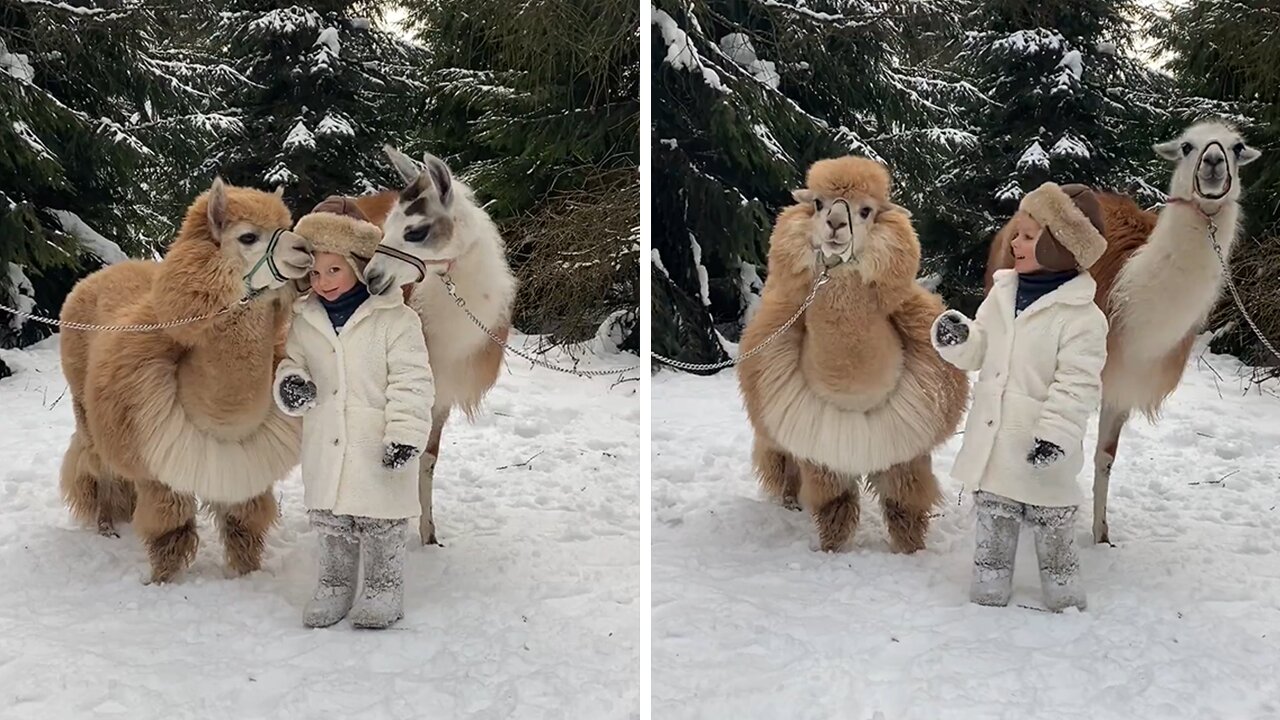Little girl adorable poses with pair of alpacas