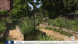 Home gardening surge continues, offers inflation relief