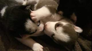 Siberian Husky Puppies Play then Kiss Goodnight!