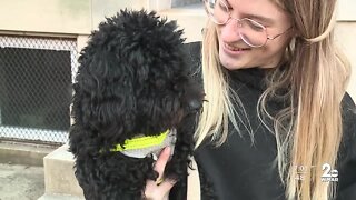 Stolen dog reunited with owner in Charles Village