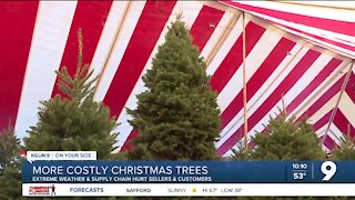 Christmas trees more costly this year for Tucsonans and tree lots