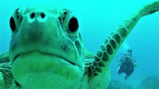 Curious sea turtle nibbles and investigates scuba diver's camera