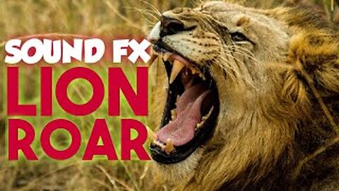 Lion Roar 1 - Sound Effect 