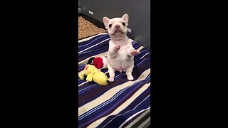 Newborn Frenchie puppy learns how to sit