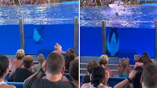 Orca at Sea World in Texas splashes entire section of audience