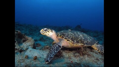 The Florida Hawksbill Project