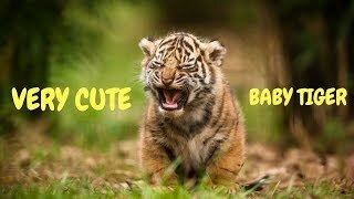 a very cute baby tiger
