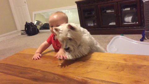 Dog And Baby's Epic Showdown For Last Piece Of Chicken