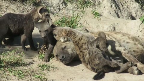 Mama hyena can't sleep with rowdy cubs all over her