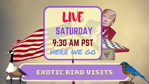 Saturday *LIVE* Exotic Bird Visitors Edition