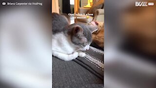 Gato fica chateado quando a dona espirra