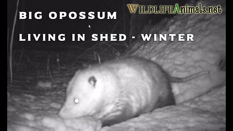 Big Opossum Living in Shed Winter Night Video 1-29-2020 - #TrailCamProject - WildlifeAnimals.net