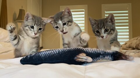 Kitties attack fish