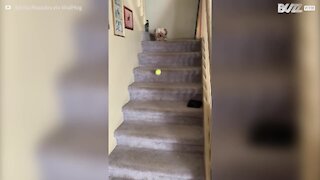 Cão aprende a brincar de buscar a bolinha sozinho