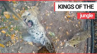 Gorgeous leopard cubs playing with a video camera
