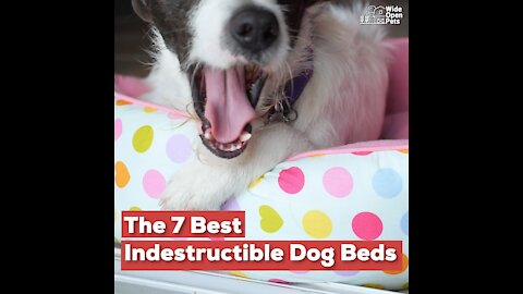 The 7 Best Indestructible Dog Beds