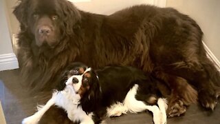 Newfie and Cavalier’s boisterous playtime is a sight to see