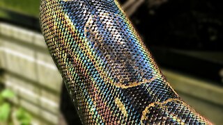 Boa constrictor rescued from trafficking has impressive iridescence
