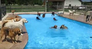 Dusinvis av hunder har en livlig bassengfest
