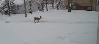 Deer walking up the road