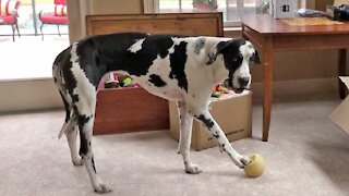 Great Dane howls every time he makes his favorite toy squeak