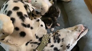 Gentle Dalmatian lets foster kitten play on top of him