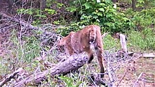 Hidden trail camera records heart breaking footage of injured bobcat