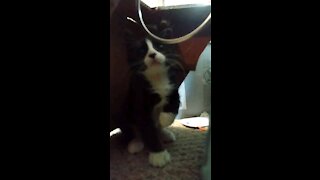 Cute cat plays with toy