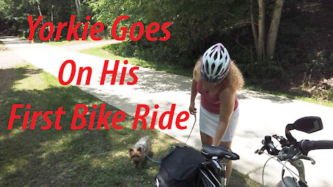 Yorkie Goes On His First Bike Ride