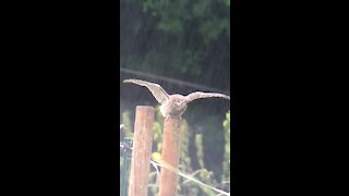 Cute little owl takes a bath in the rain
