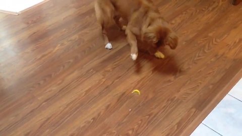 Curious Dog Is Completely Mind-Blown By A Lemon Slice