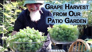 Harvesting Grapes from Our Patio Garden [ASMR, Male, Soft-Spoken, Homestead, Food, Plants]