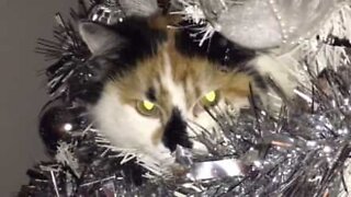 Cat hangs out in a Christmas tree