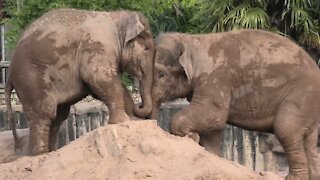 Young elephants engage in cutest pushing battle ever
