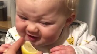Baby tries lemon for the first time and totally wants more