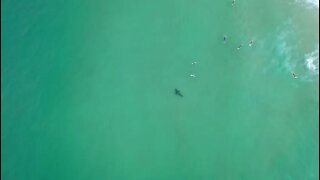 WATCH: Drone footage catches great white shark circling Cape paddlers, surfers (3VQ)