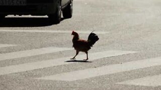 Here's why the chicken crossed the road