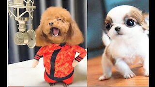 Cute puppies that will surely make your day happy!
