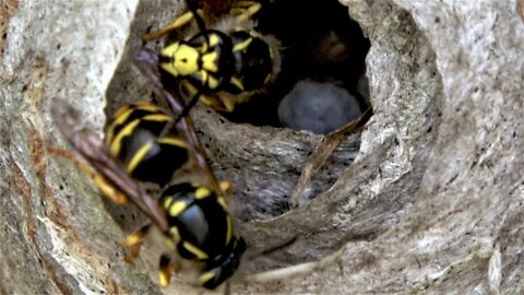 Fascinating wasps feed their larvae and build their nest