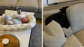 Selfish puppy not ready for new baby addition