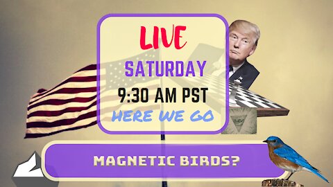Saturday *LIVE* Magnetic Birds Edition