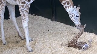 Newly born giraffe stands up for the very first time