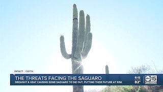 Can saguaros survive in the Valley?