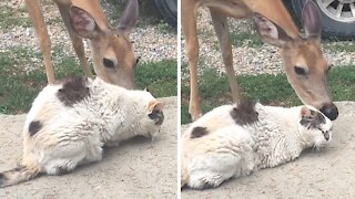 Deer gives patient kitty a loving tongue bath